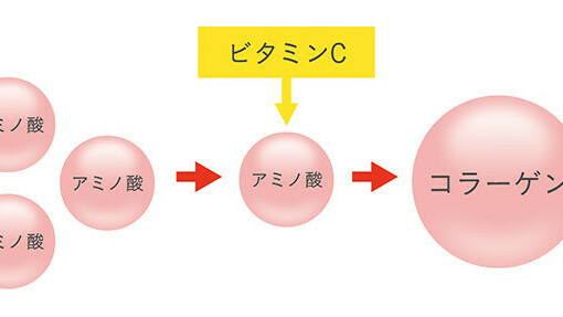 研究結果 ビタミンcは 健康な毛をつくる 頭皮の17型コラーゲン を増やす Vitabridc12 Hair