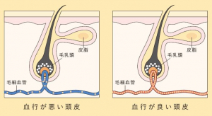秋の抜け毛は通常の 2倍 放置すると危険な 秋バテ頭皮 とは 美容と健康とビタミンc