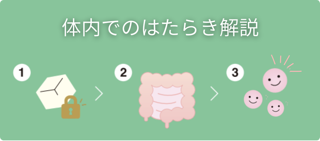 体内でのはたらき解説