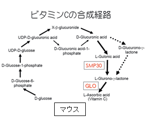 ビタミンc塗布で皮膚中の17型コラーゲン量が多く観察 日本抗加齢医学会総会発表 Vitabrid