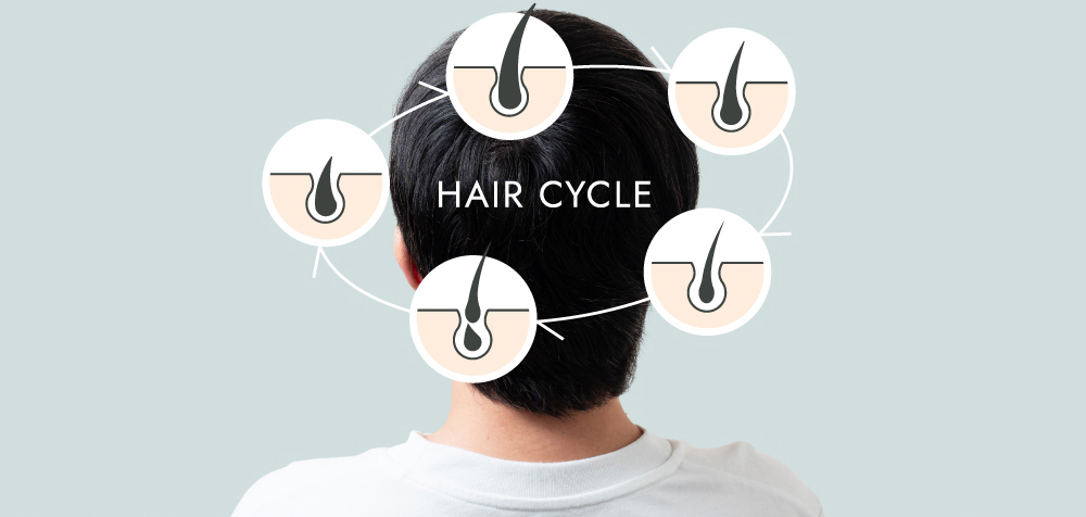 HAIR CYCLE