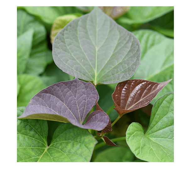 甘藷若葉粉末を使用