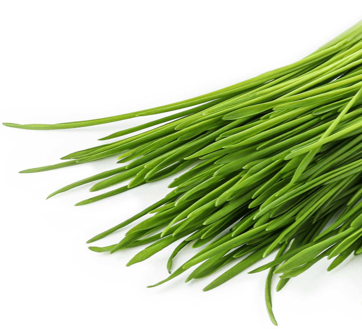 大麦若葉のビジュアル