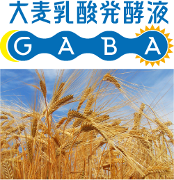 大麦乳酸発酵液 GABA