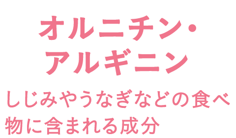 オルニチン・アルギニン しじみやうなぎの食べ物に含まれる成分